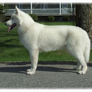 Natural Desensitizer 